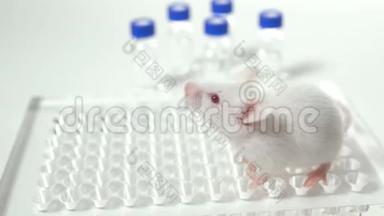白色实验室老鼠，白色背景，有架子和小瓶